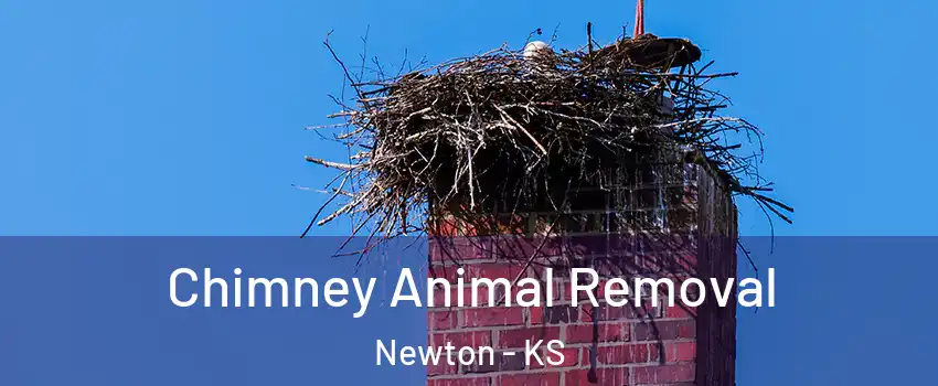  Chimney Animal Removal Newton - KS