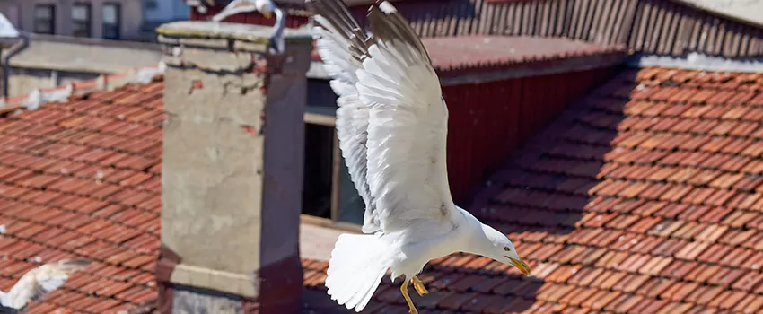 Residential Chimney Animal Removal Solution in Newton, KS